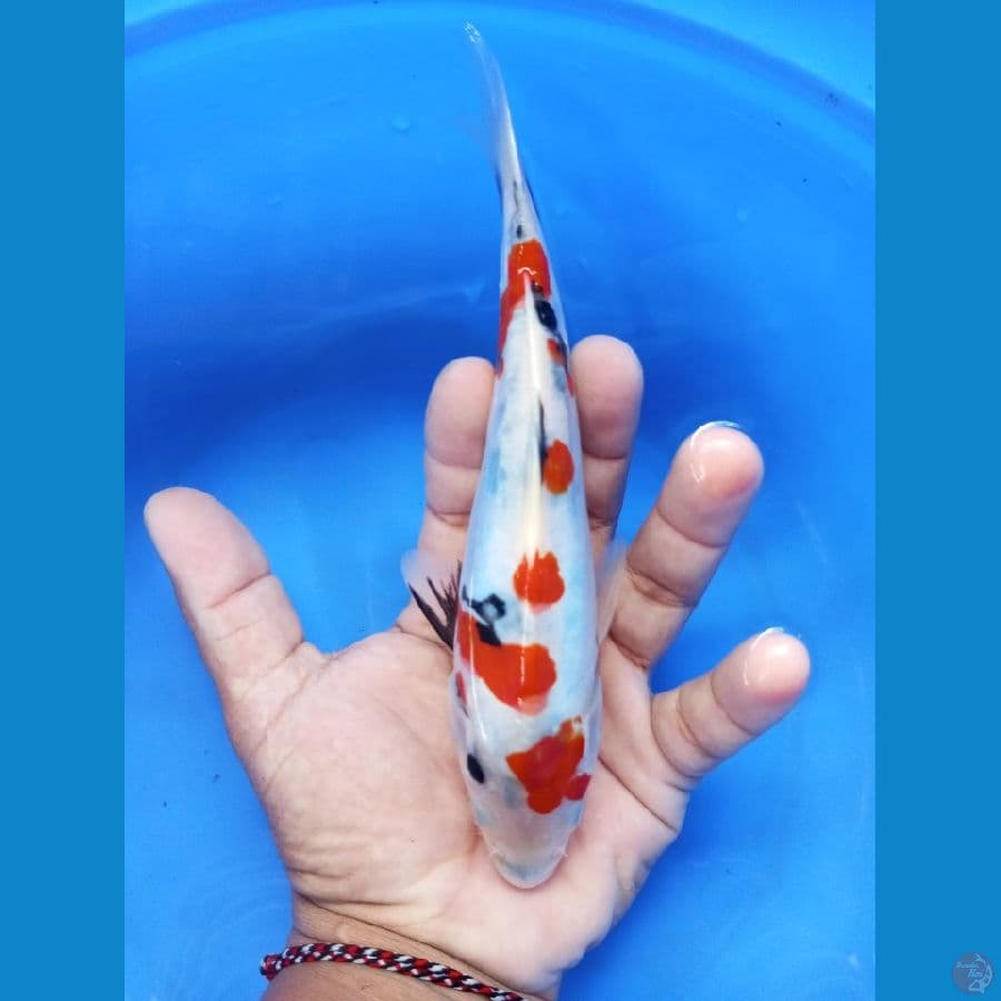 showa doit 19cm