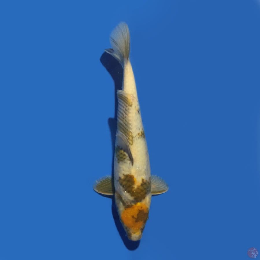 Tancho Showa 31 cm
