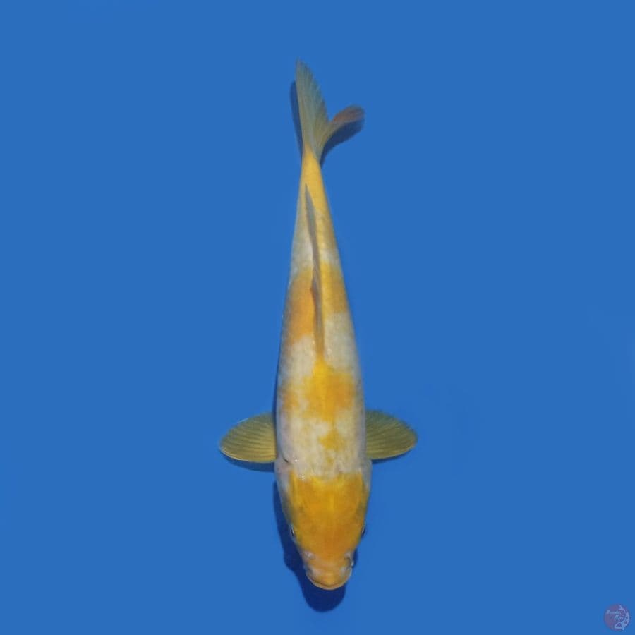 Karashi Koyo 29 cm