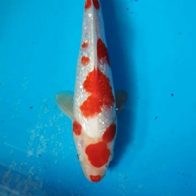 Kohaku 2