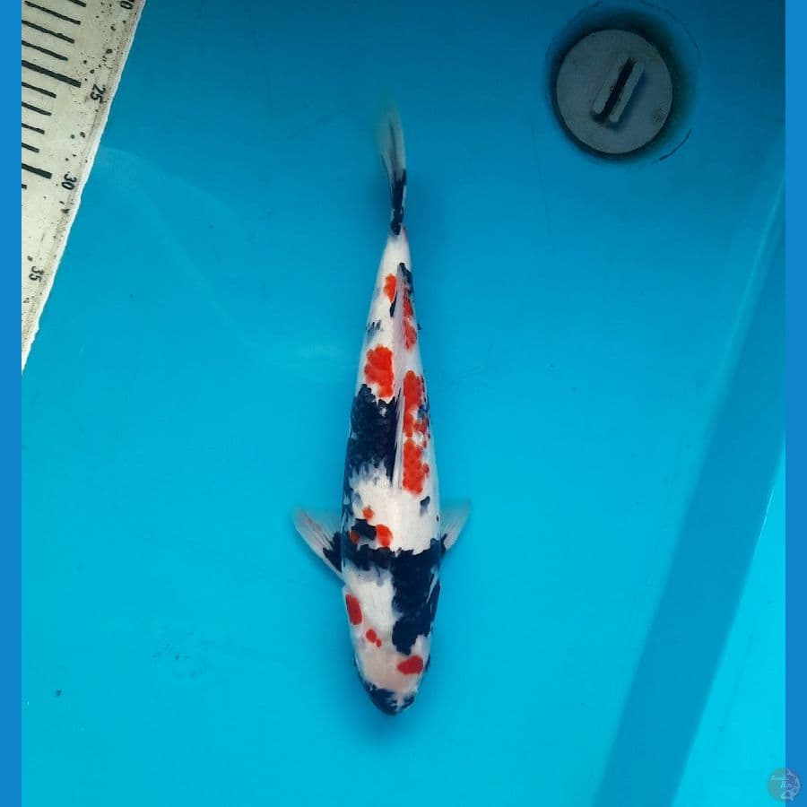 Kindai showa 33cm female