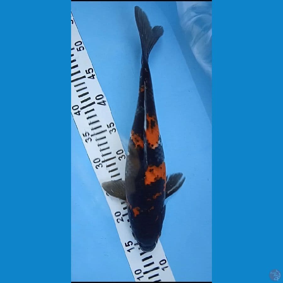 hi Showa size : 39 cm