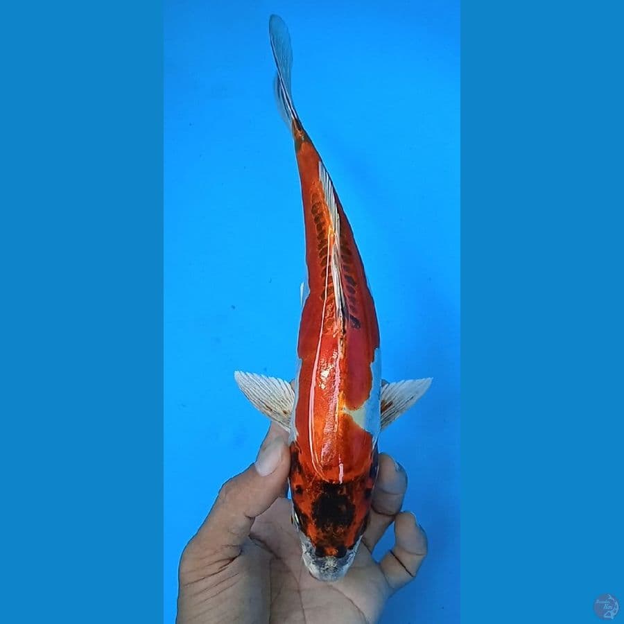 beni kiko size : 27 cm jantan