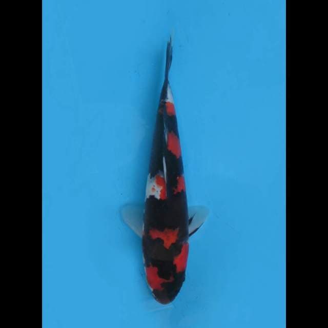 22cm Male - Super Red Showa SQ