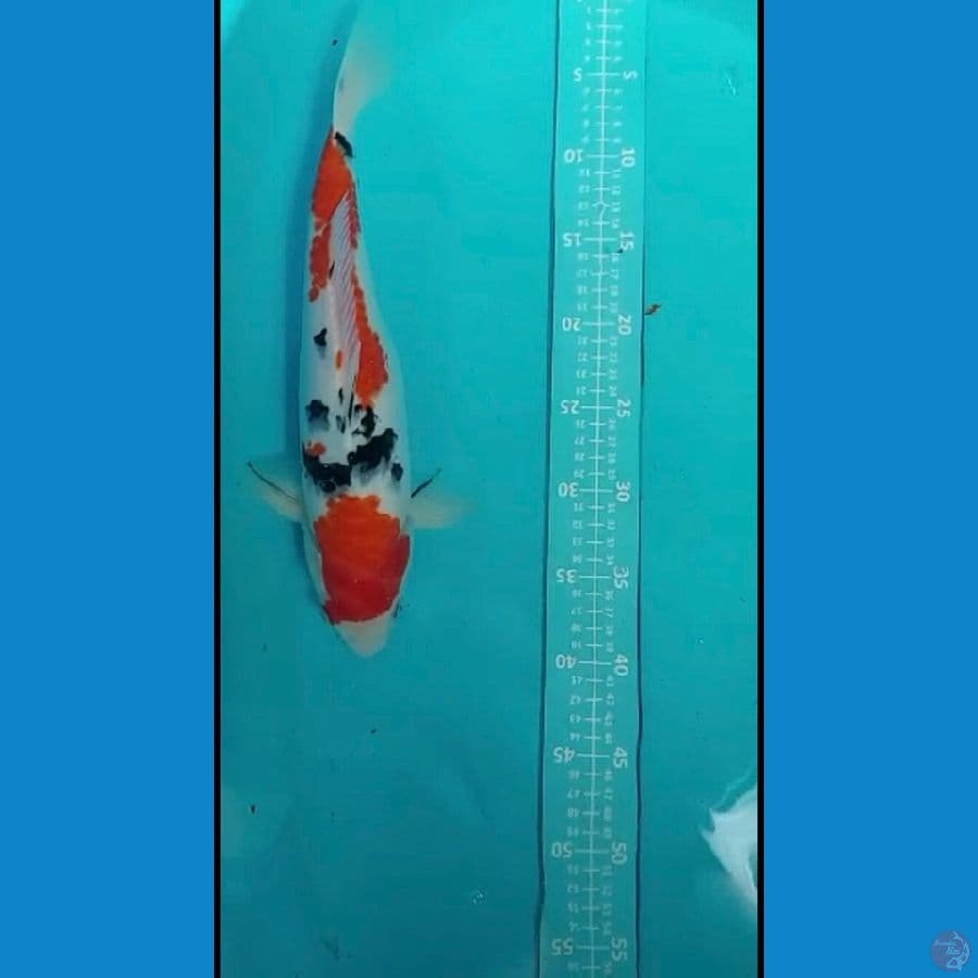sanke 35cm
