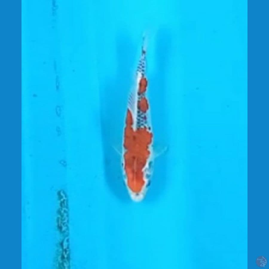 Goshiki 21cm