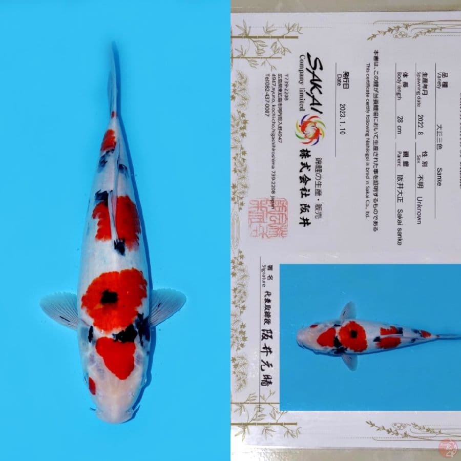 SAKAI YONDAN SANKE HQ 36CM