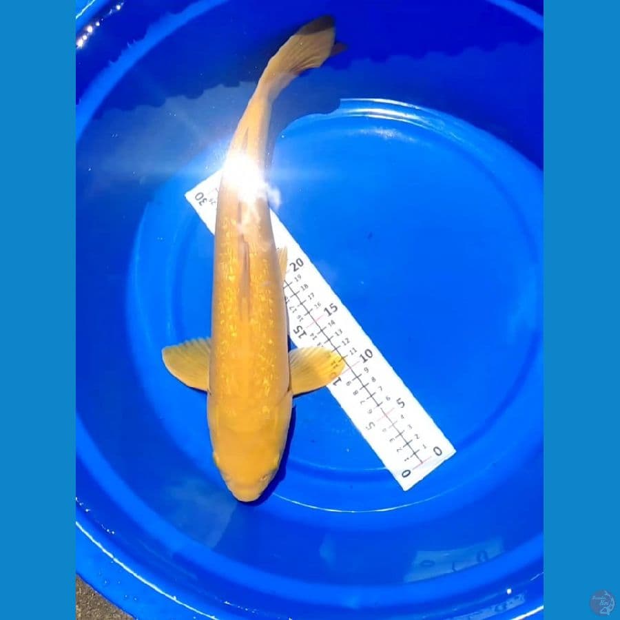 Karashi Ginrin Jantan 45cm istimewa