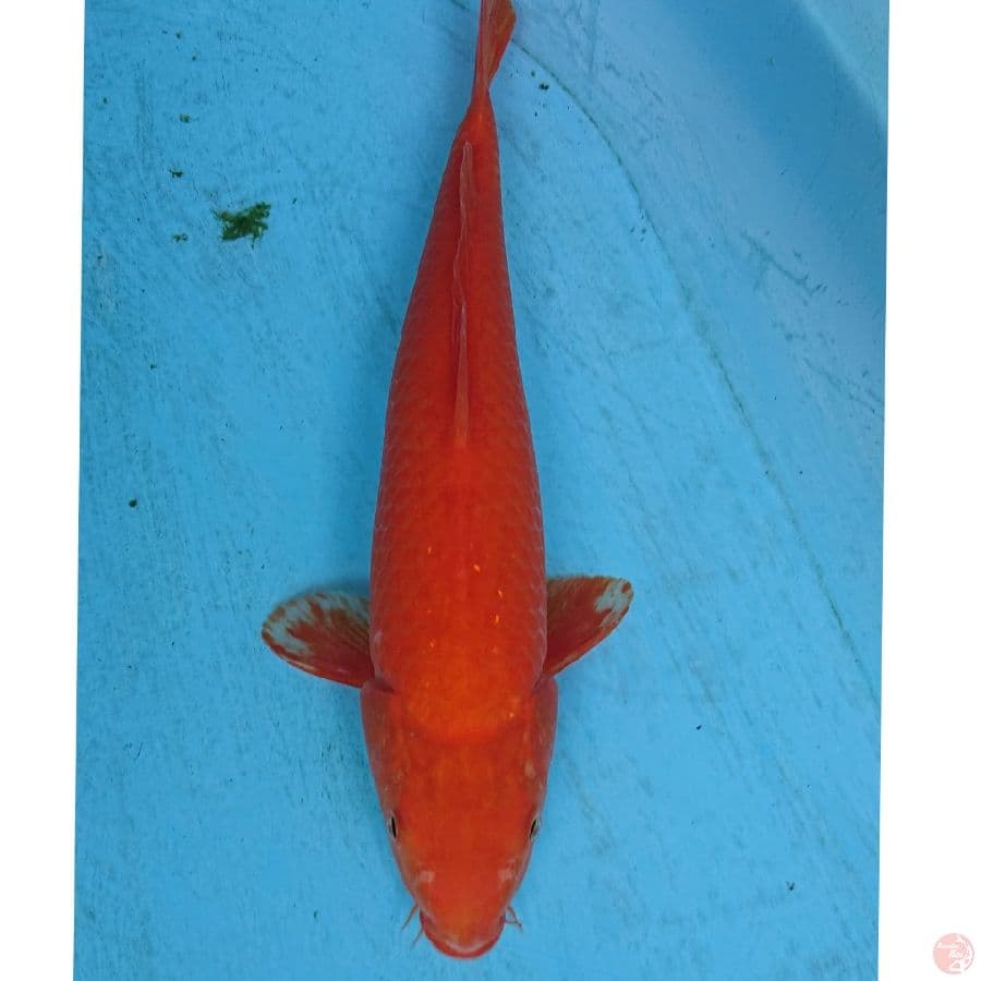 BENIGOI 33 CM