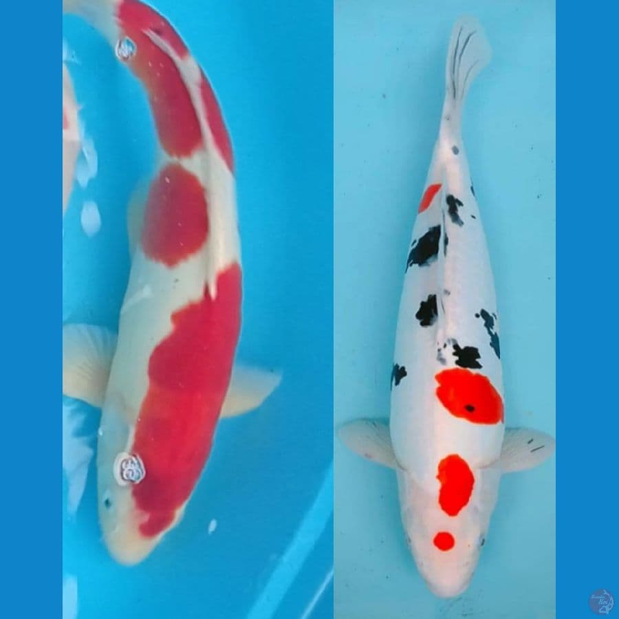Jumbo Doitsu 51/47 Cm