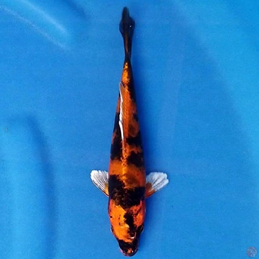 KIN UTSURI 21 CM