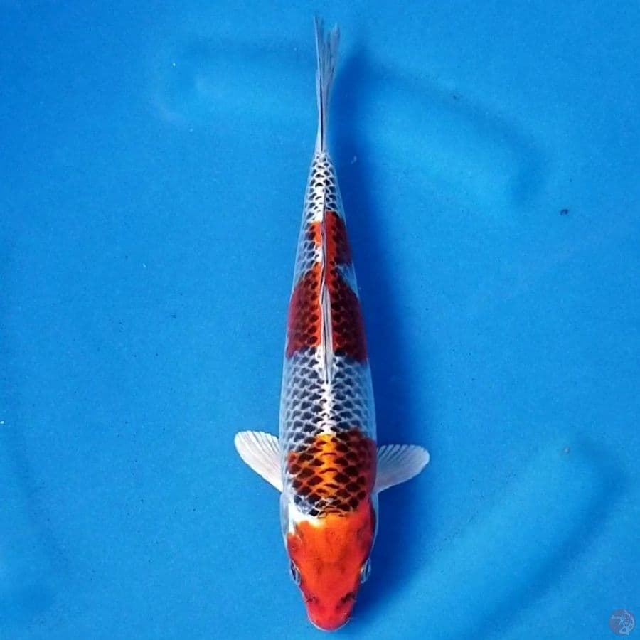 KUJAKU 24 CM