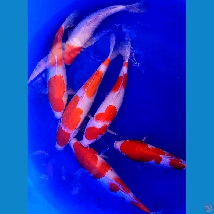 6 paket kohaku 33-36 cm