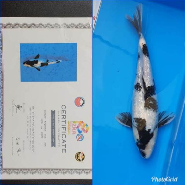 Shiro Ginrin 34 cm juara 1