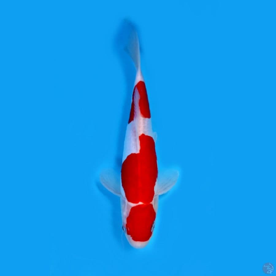 kohaku doit murni 27 cm original
