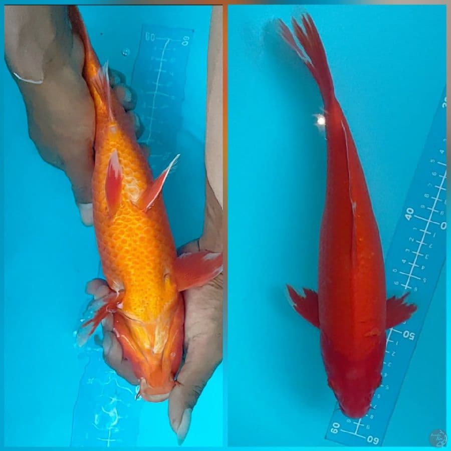 aka hajiro strong 34 cm f