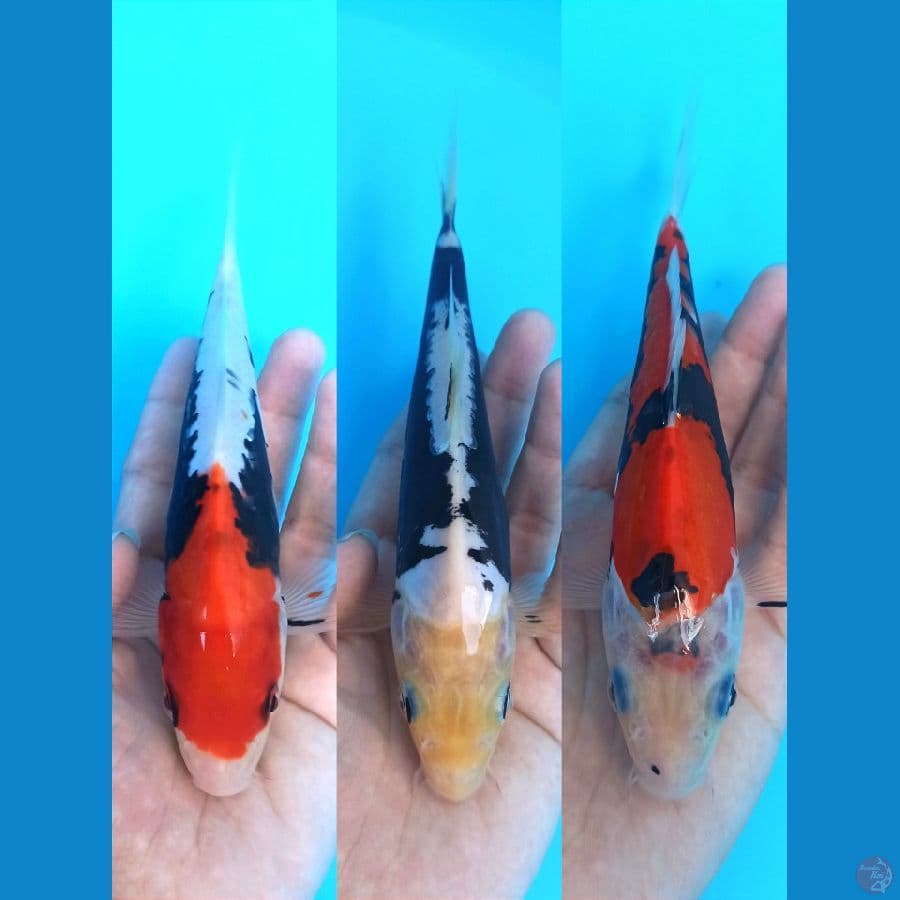 MIX TRIO 2 : BENIKUMONRYU X KUMONRYU 19-20+CM
