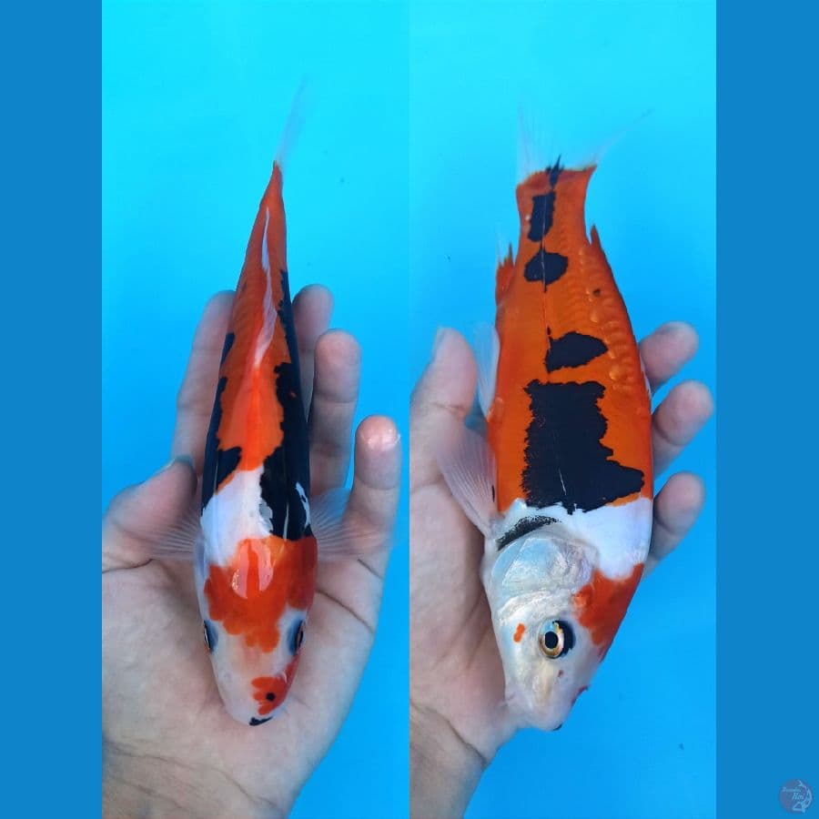 BENIKUKONRYU ALUS 24+CM
