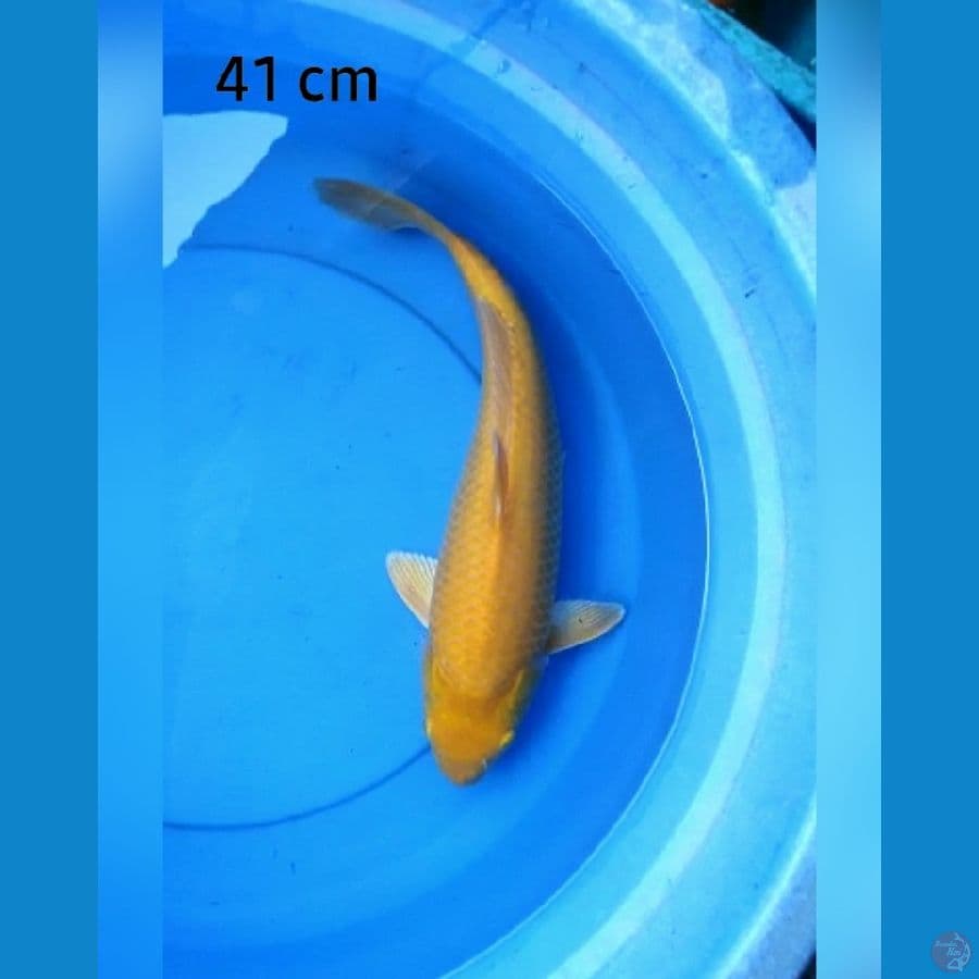 Karashi punuk mata merah 41 cm