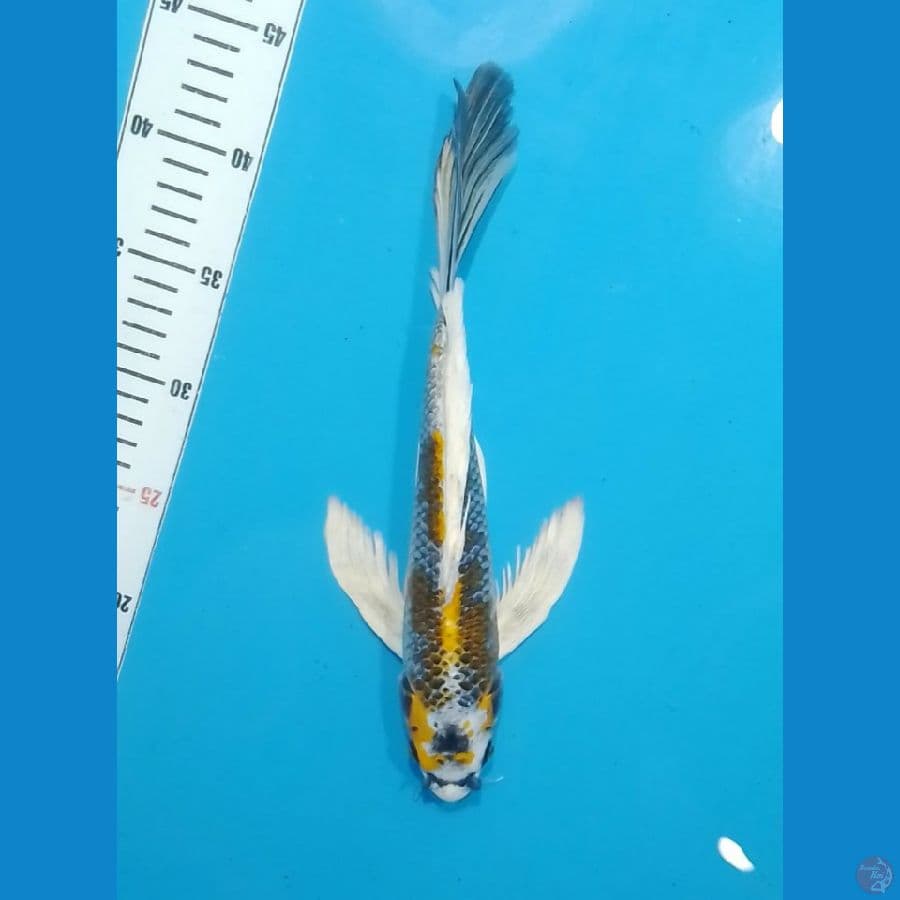 Butterfly Kabuto 31cm (M)