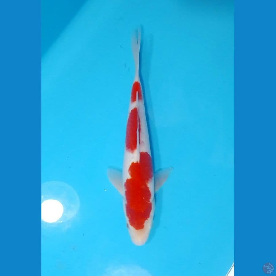 Kohaku Original 27cm (M)