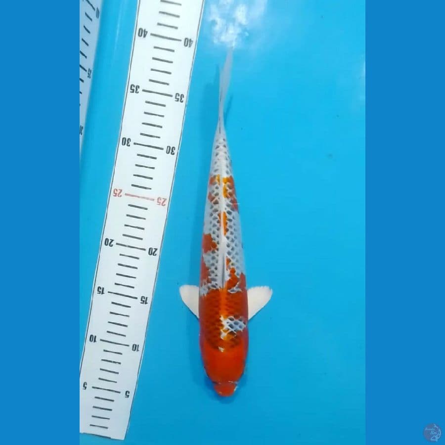 Kujaku 31cm (M)