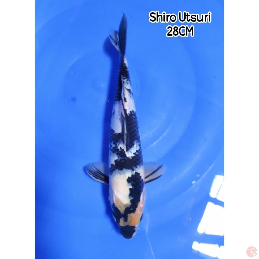 Shiro Utsuri