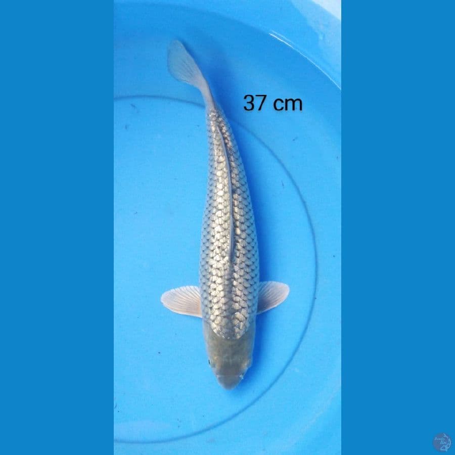 soragoi punuk 37 cm