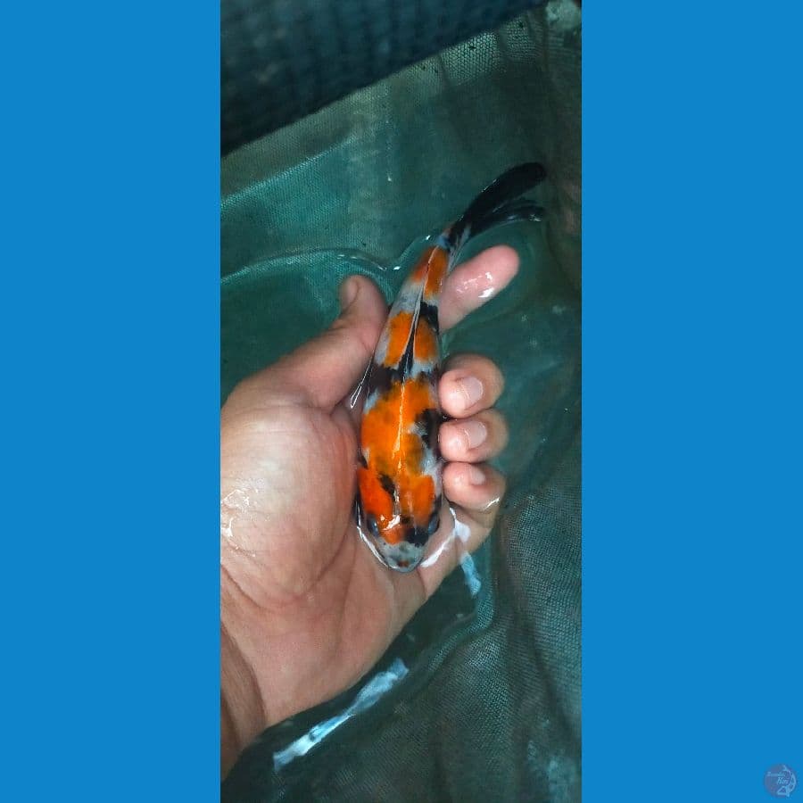 showa sansoku size 14 cm