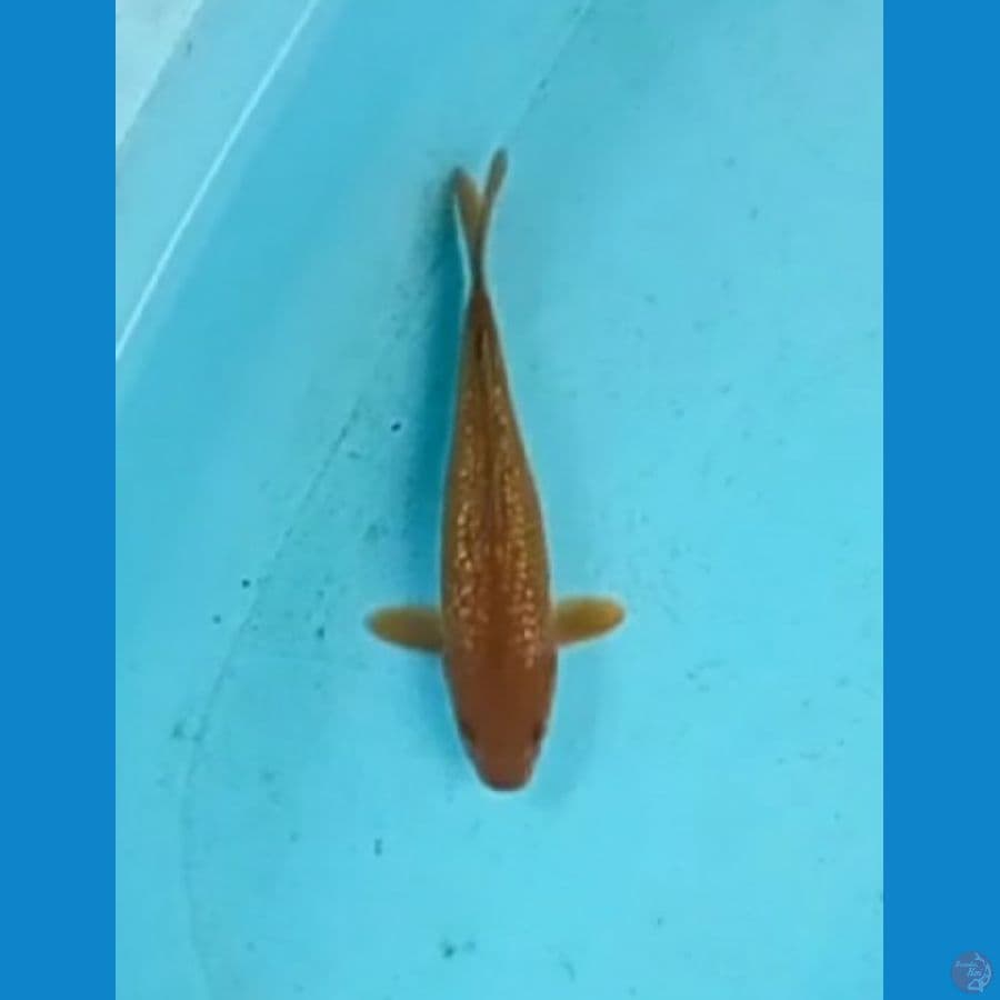 Cagoi tembaga ginrin 26cm