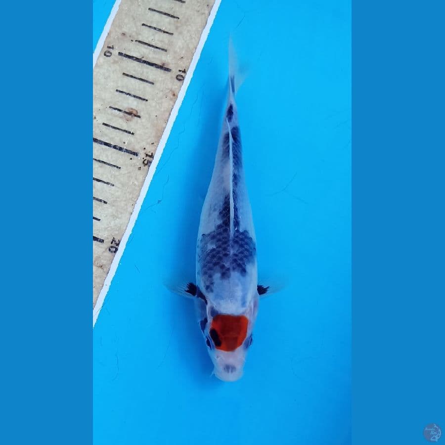Tc showa 15cm