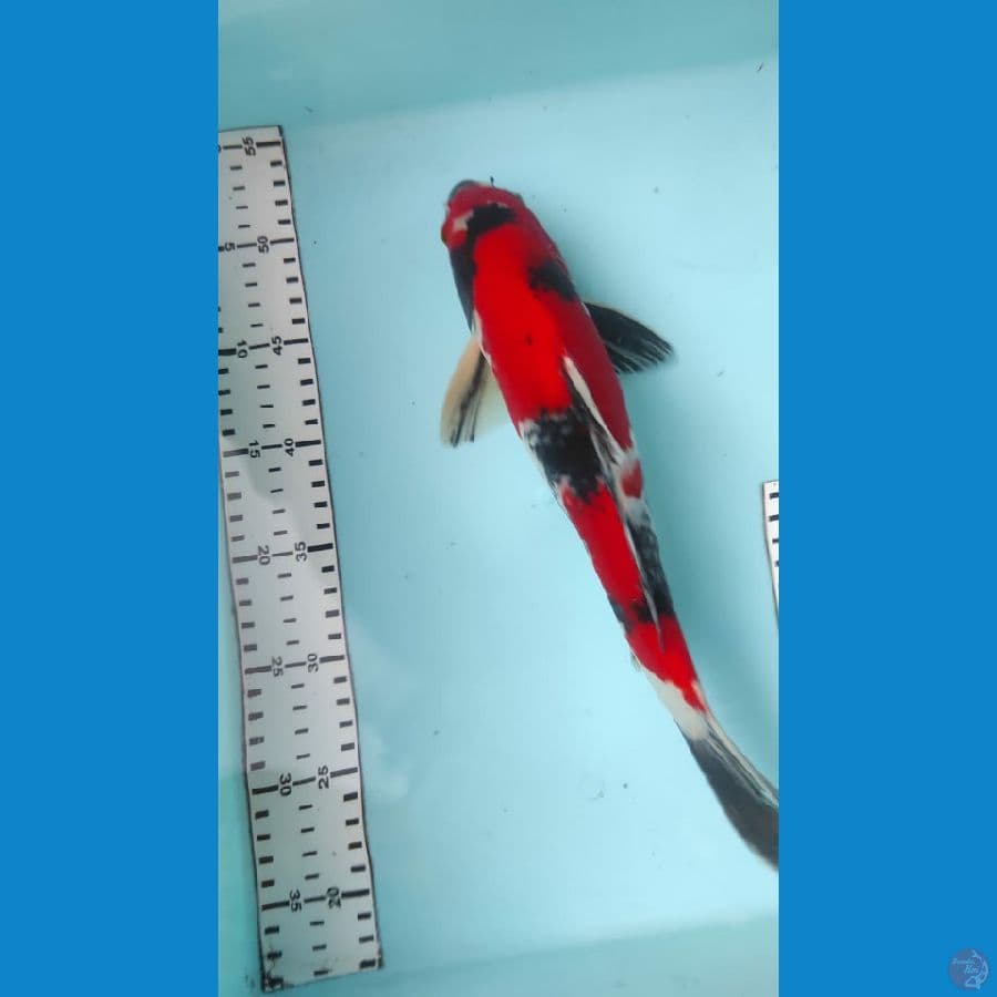 showa 33cm