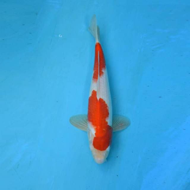 Kohaku ori step 2