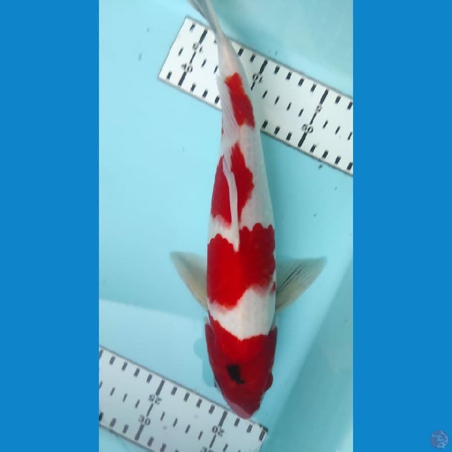 Showa 31cm
