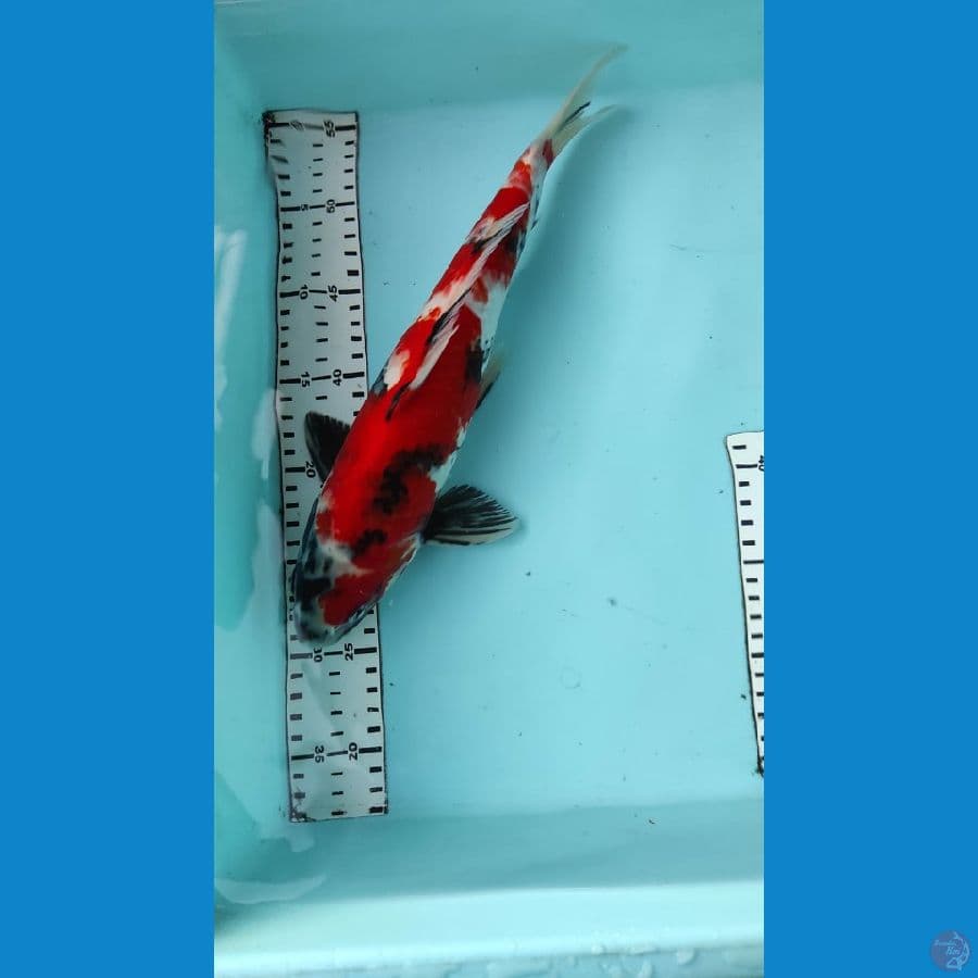 showa 35cm