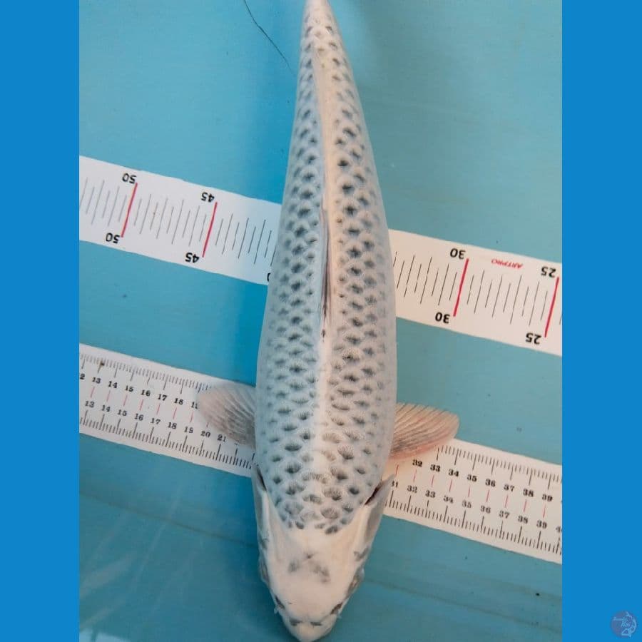 mukasi 39cm