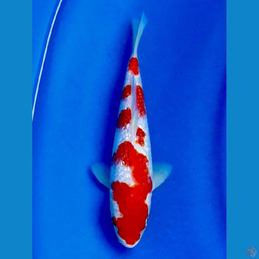 23cm , Kohaku Full Ginrin