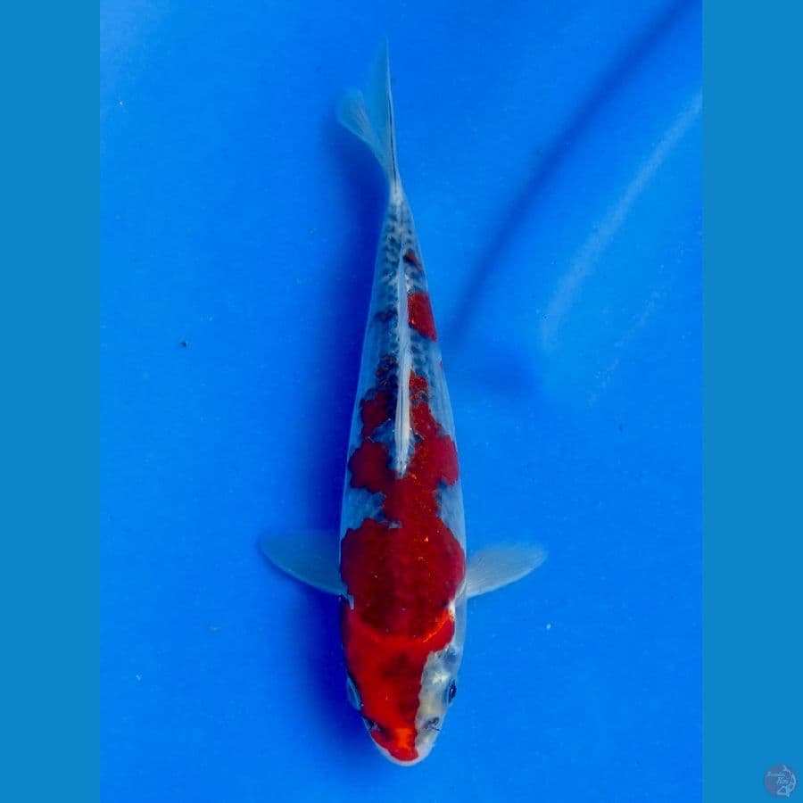 19cm , Red Goshiki