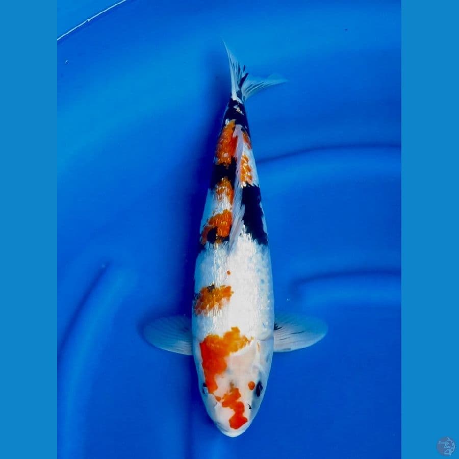 43cm Showa Ginrin