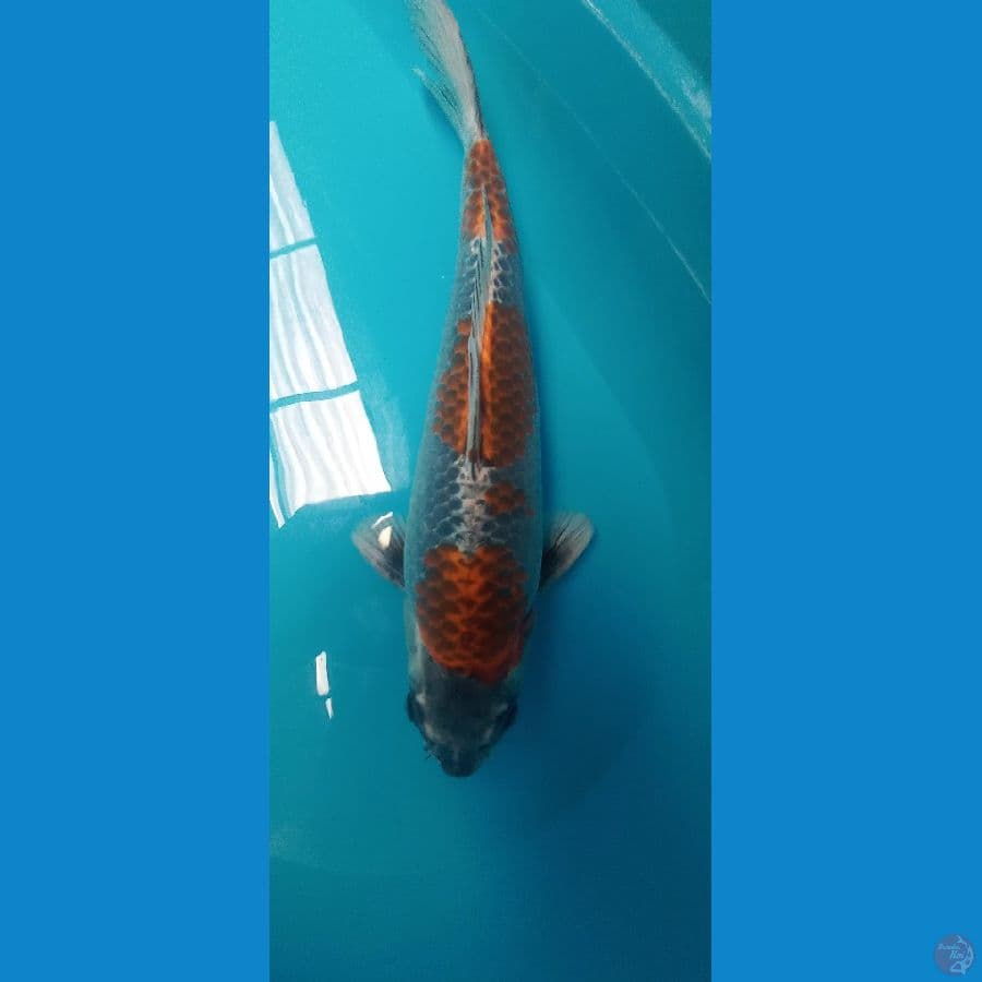 beni gingga 43cm/m munuk