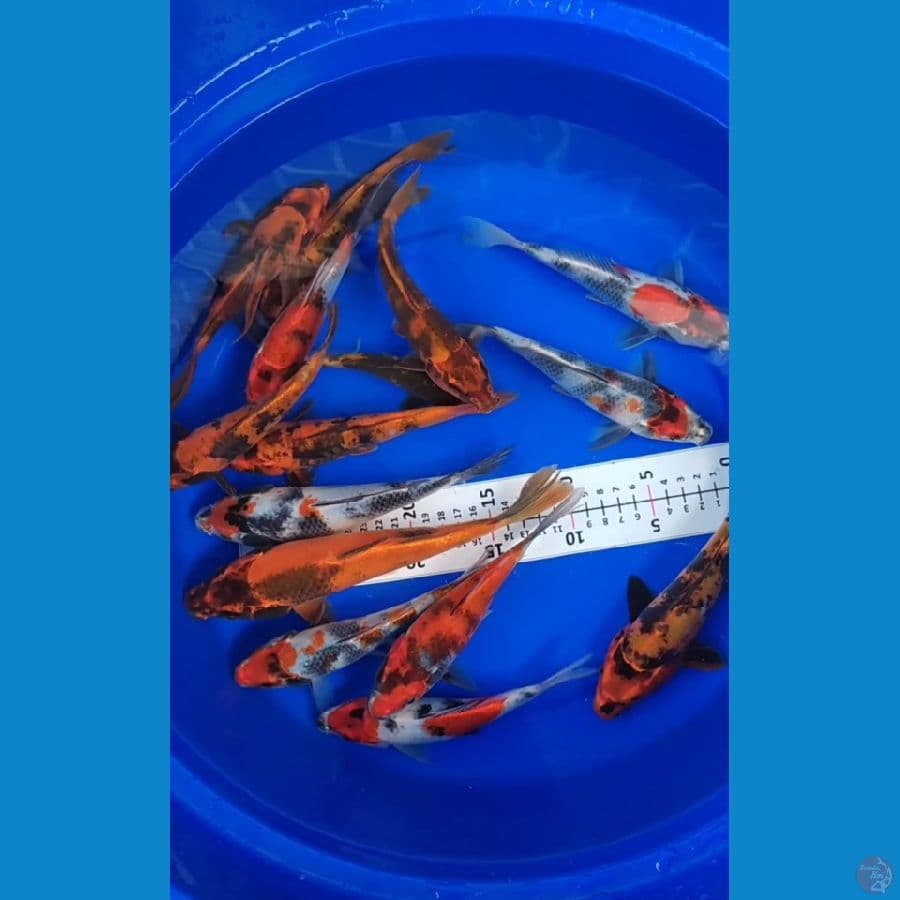 Kin Showa mix 17-24cm 15 ekor