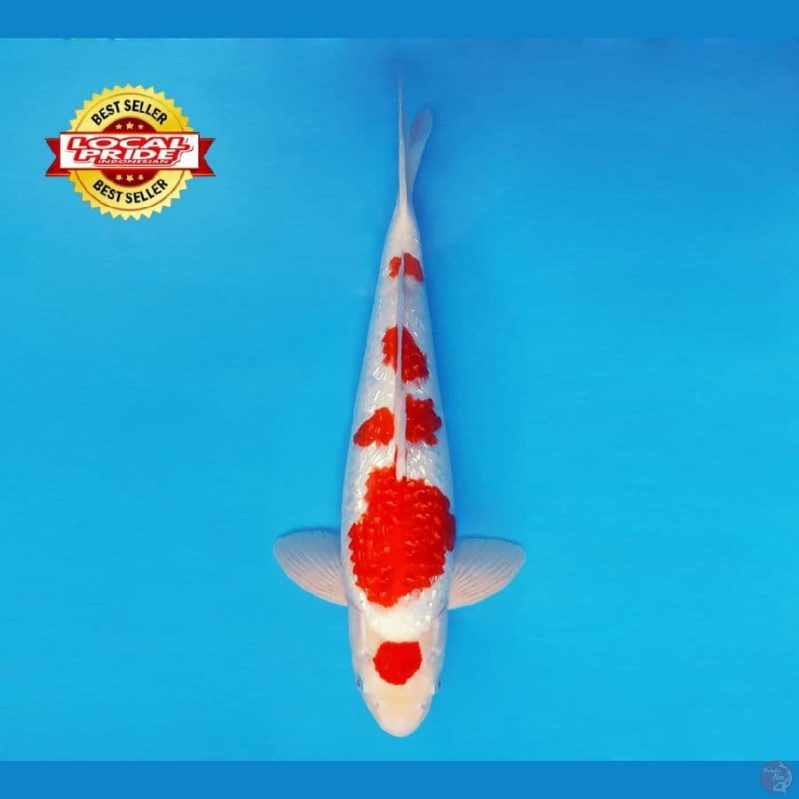 BANZAI 1 ~ Maruten Kohaku Gin Rin 39 cm/fm ™