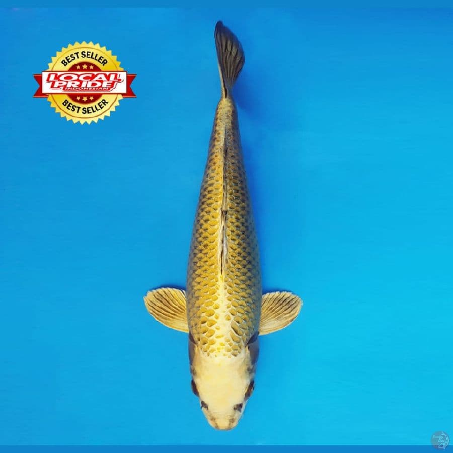 BANZAI 5 ~ Ki Matsuba 37 cm/fm ™