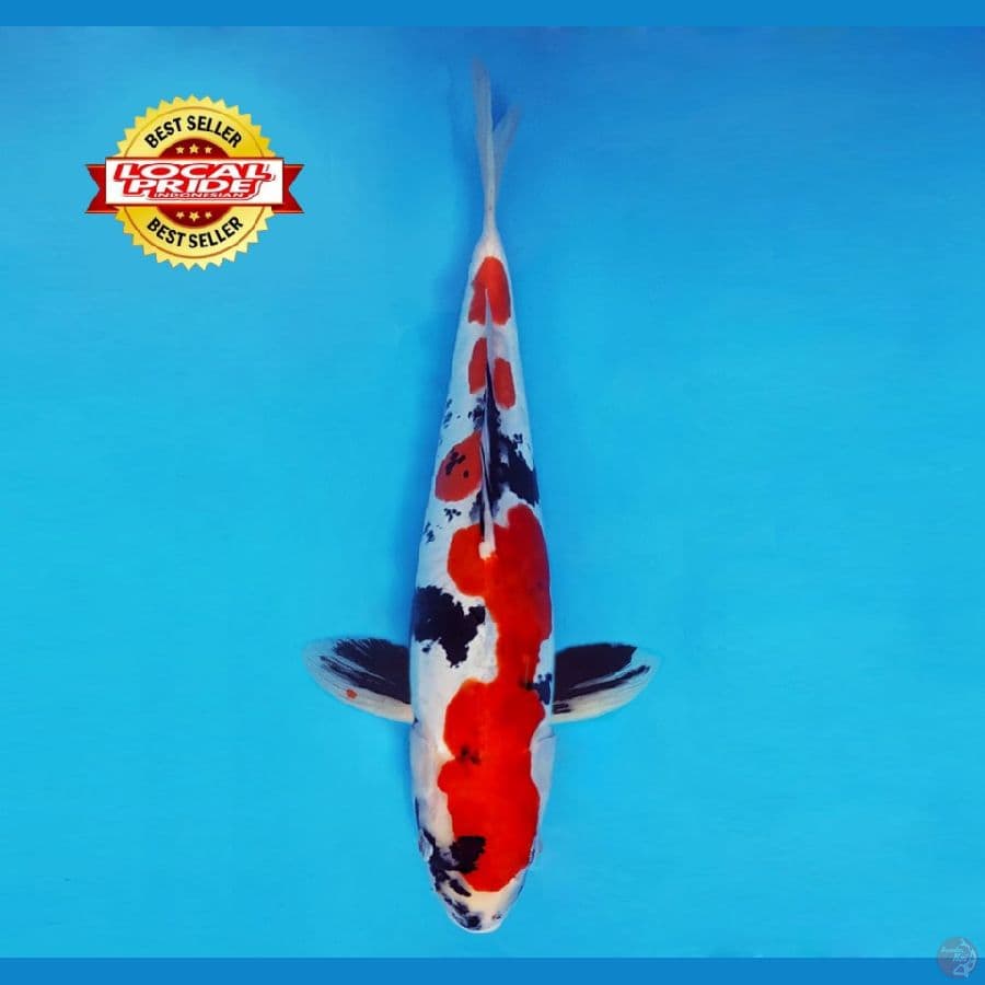 BANZAI 7 ~Showa Doitsu 35 cm/fm ™