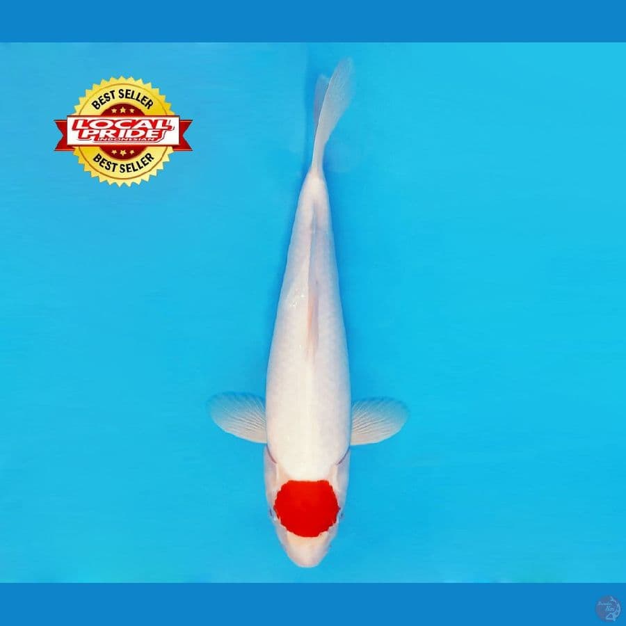 BANZAI 9 ~ Tancho 35 cm/fm ™