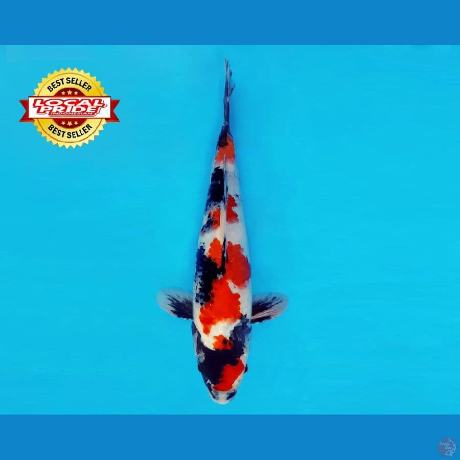 BANZAI 12 ~ Showa Evolution 27 cm/fm ™