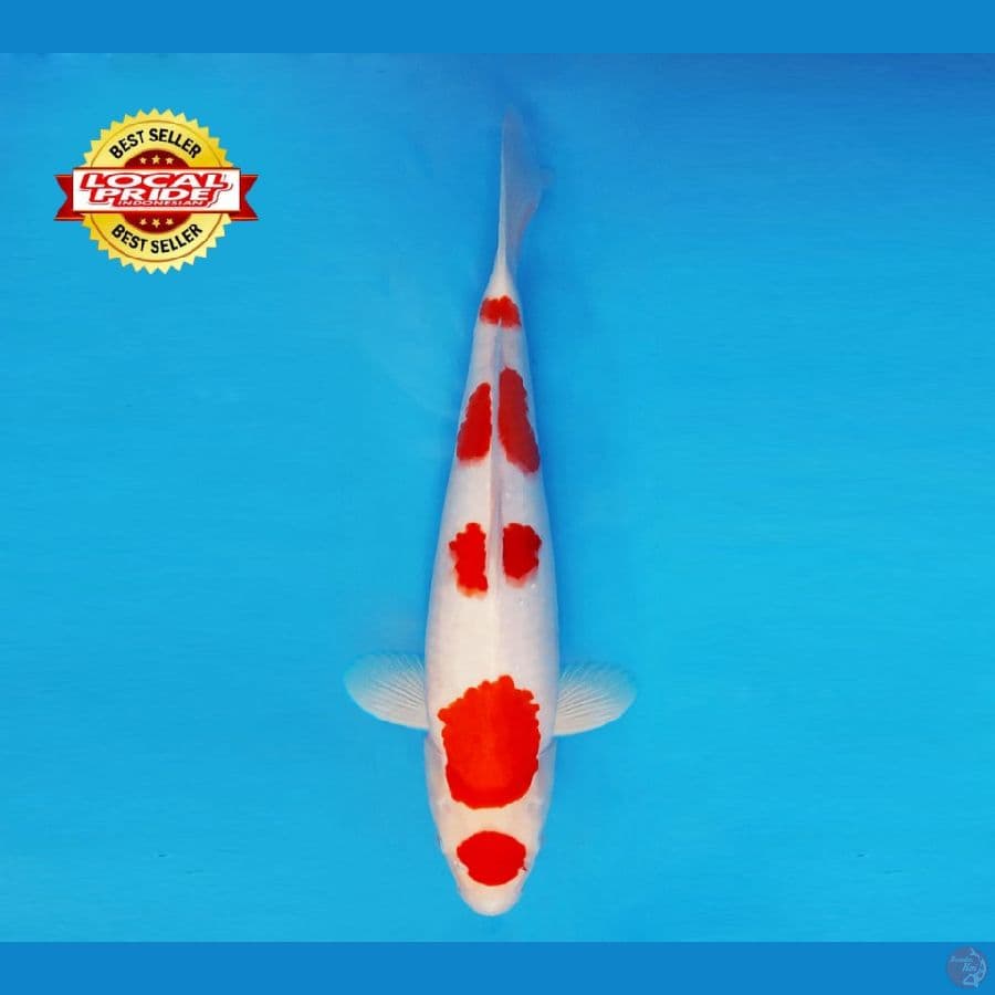BANZAI 13 ~ Maruten Kohaku 39 cm/fm ™