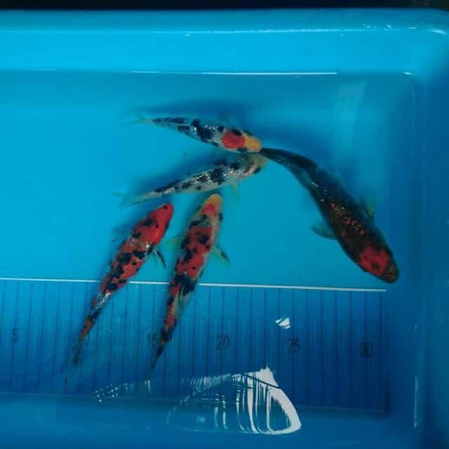 MIX BLINK 2