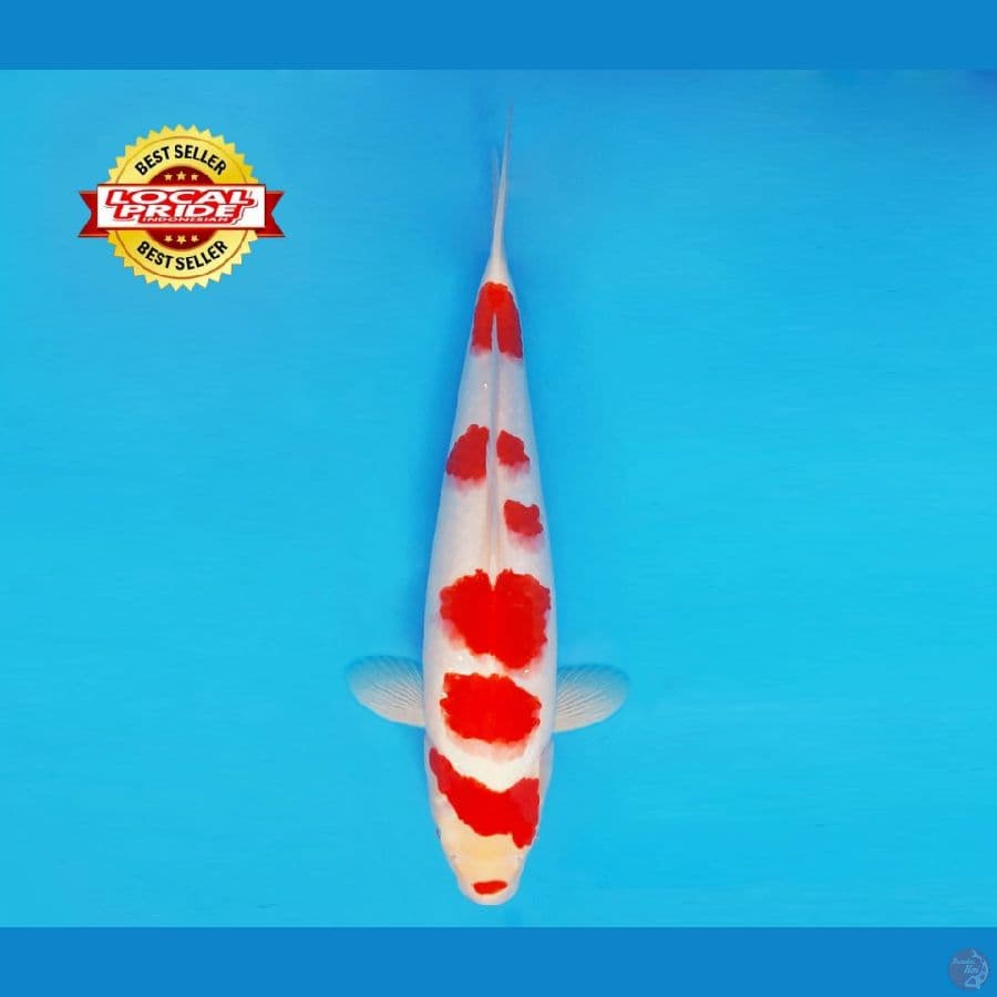 BANZAI 16 ~ Kohaku 40 cm/fm ™