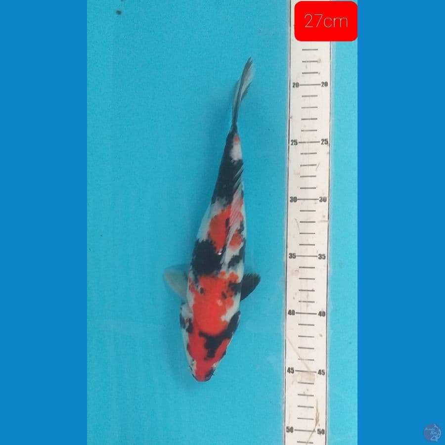 showa 27cm